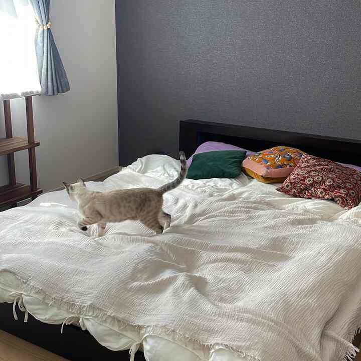 White bedspread with colorful cushions in a bedroom space, a cat walking on the bed creating a serene atmosphere