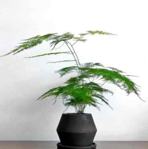 Tanaman Hias Asparagus Cetaceus