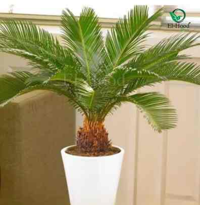 Bibit sikas mawar jambe