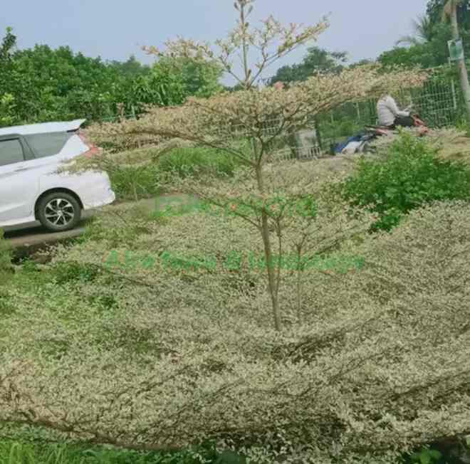 Ketapang kencana varigata Asli UK 120-150 cm