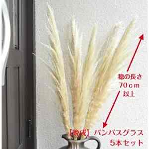 ドライフラワー パンパスグラス 5本セット