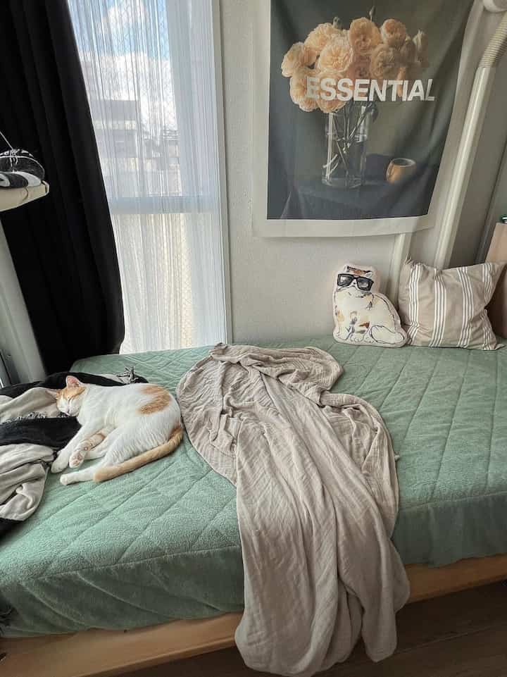 Natural-toned small living space featuring a bed, cat-themed cushion, and curtains by the window, creating a cozy atmosphere