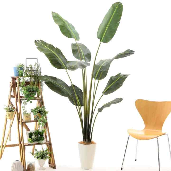 プレミアム光触媒フェイクグリーン ストレリチア・オーガスタ