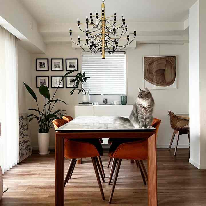 Modern natural dining room with white walls and wood tone flooring, orange chairs around a central dining table with a cat sitting on it