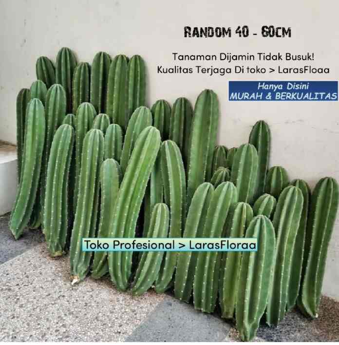 Tanaman Kaktus Koboi