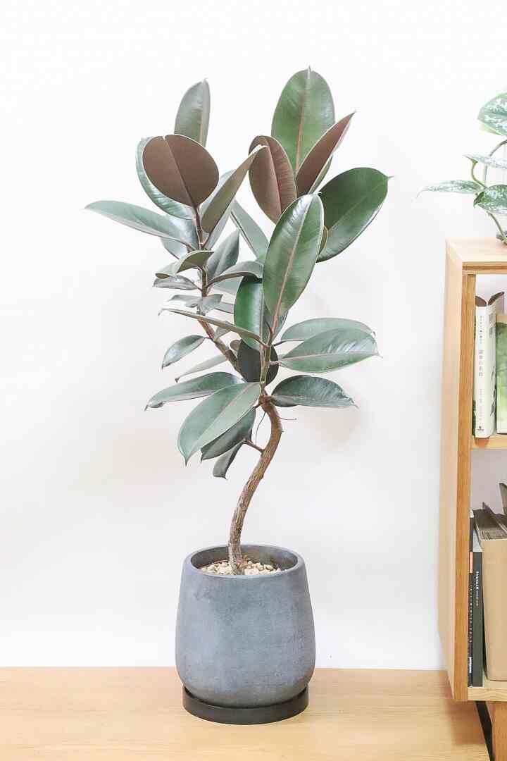 フィカス・バーガンディ 観葉植物