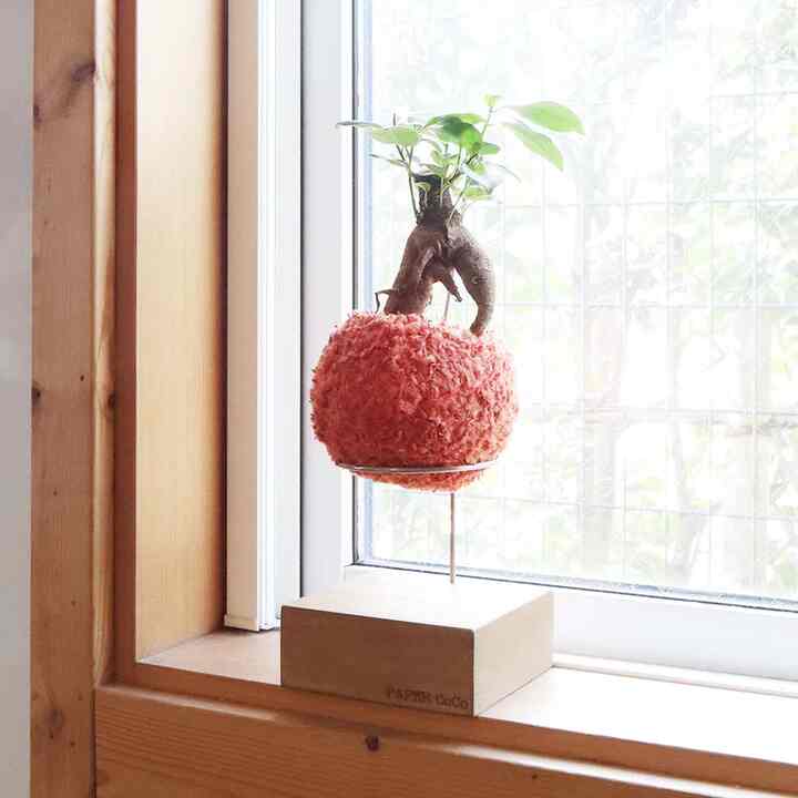 観葉植物 ガジュマル［17種］