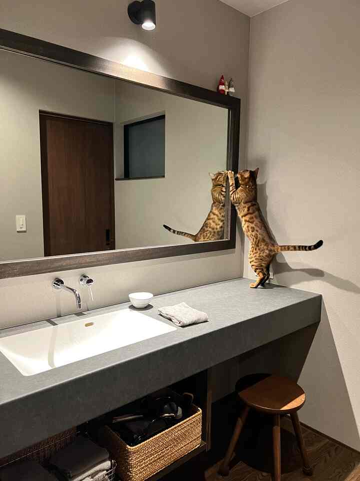 グレーとブラウン調のパウダールーム、大きな鏡とカウンターにいる猫が配置されたシンプルで自然な雰囲気のインテリア