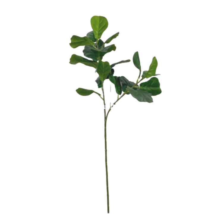 Daun Hias Ketapang T80 Latex