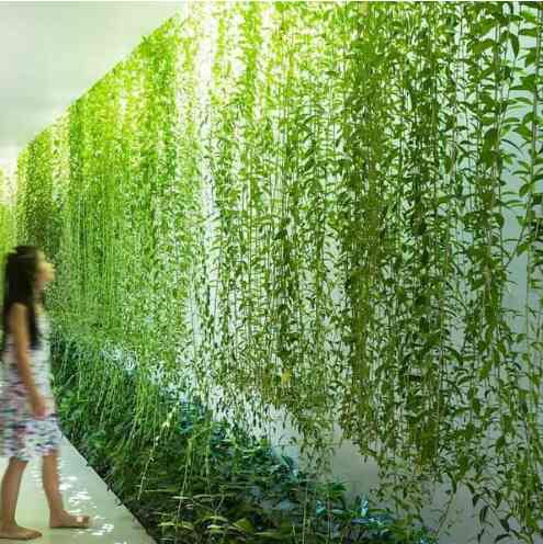 Paket 50 Batang Tanaman Lee Kwan Yew 