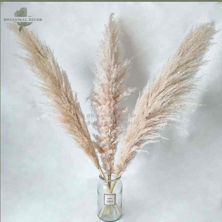 Dried Jumbo Creamy Pampas