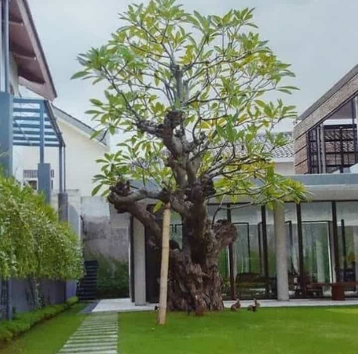 TERBARU Pohon kamboja fosil batang besar BERKUALITAS