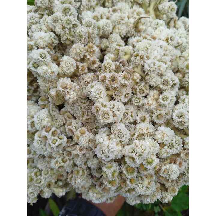 Bunga edelweiss kering