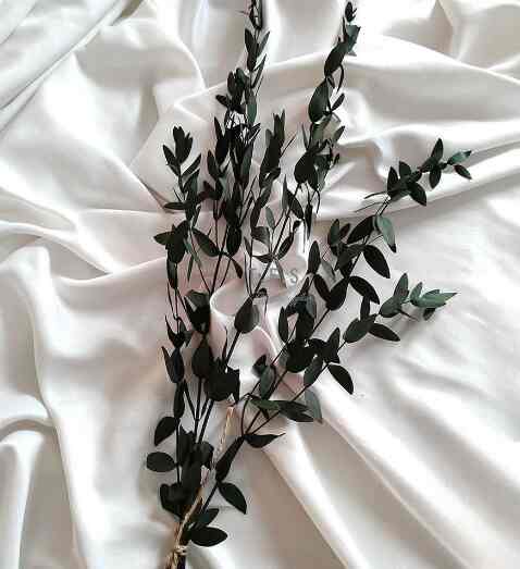 Daun kering Eucalyptus