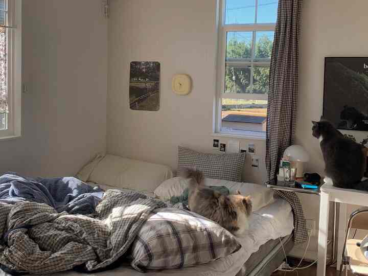 Beige and brown toned bedroom featuring check-patterned bedding and curtains with two cats in a cozy setting