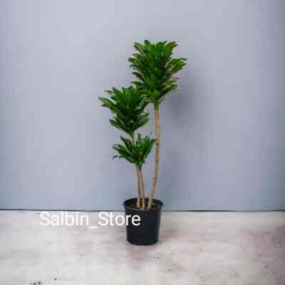 Tanaman Hias Dracaena Compacta