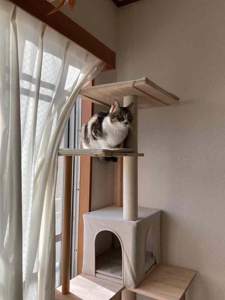 ベージュと白を基調とした小さな空間、自然光が差し込むシンプルなキャットタワーが配置された落ち着いた雰囲気のインテリア