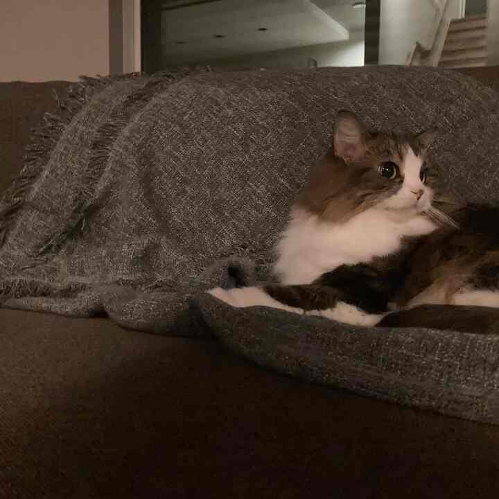 ブラウンのソファとグレーのスローが置かれたリビングにくつろいでいる猫