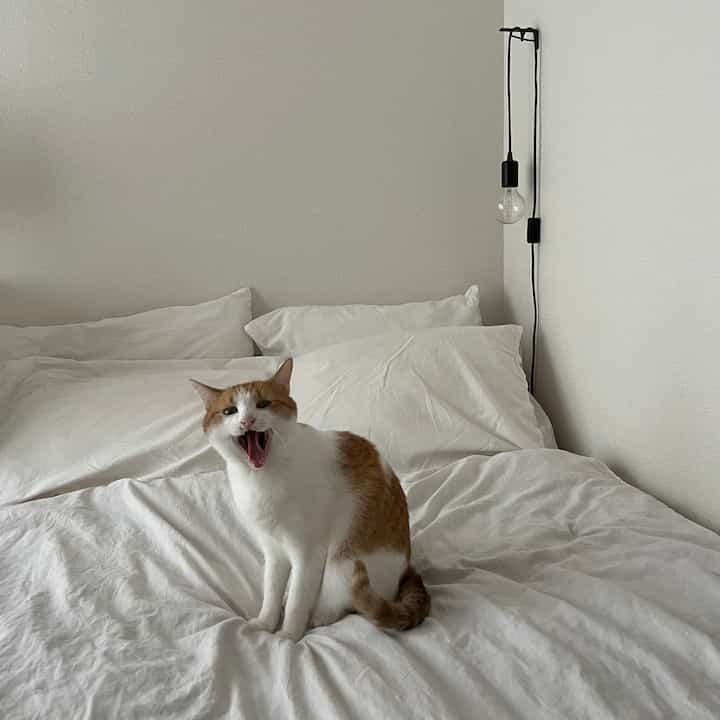 真っ白のシーツが好き

#ベッド #ベッドルーム #テキスタイル #無印 #無印良品 #洗いざらし #シーツ #ホワイトインテリア #ナチュラルインテリア #海外インテリア #和風インテリア #シンプルインテリア #一人暮らし #一人暮らしインテリア  #ワンルーム #ワンルームインテリア #interior #room #home