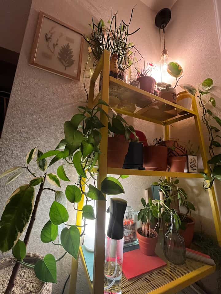 ゴールド色の金属製棚にさまざまな植物が配置された雰囲気のあるインテリア