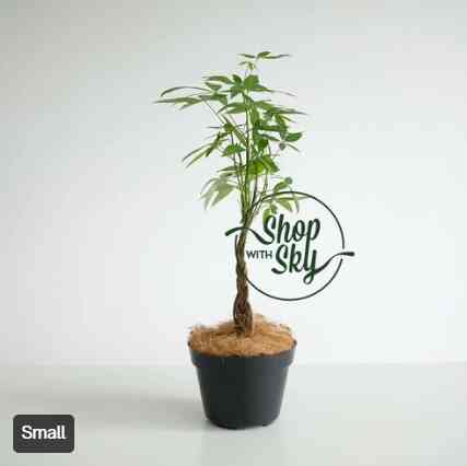Money Tree / Pachira Kepang - Small