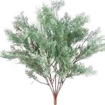 Sladko Cypress leaves