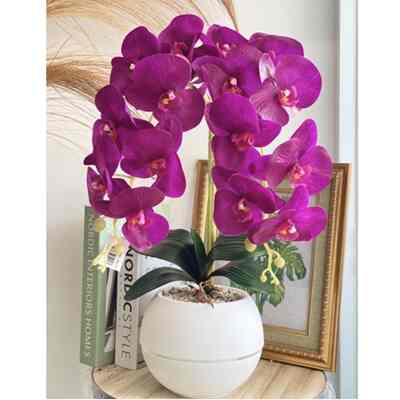 Anggrek latex 2 cabang