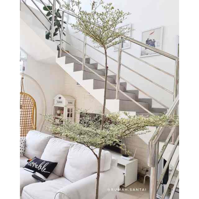 Ketapang kencana varigata