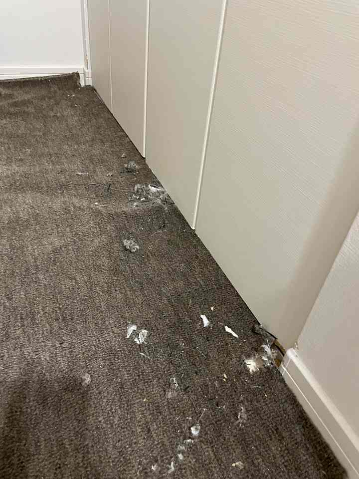 擦り切れた茶色のカーペットと白い壁が隣接する狭い部屋、ペットの活動の跡がはっきりと見えるインテリア