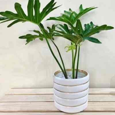 Tanaman Monstera Jari Philo