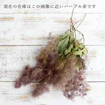 スモークツリー・ナチュラル ドライフラワー 花材