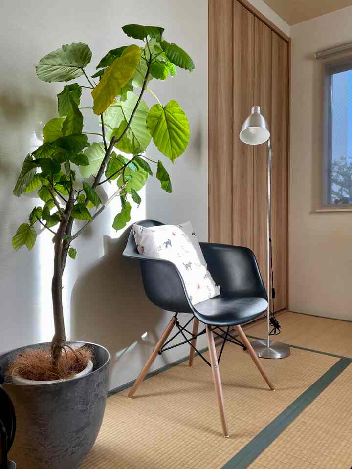 Natural-toned 6-tatami Japanese room featuring a black armchair and a large plant in a Wa-Modern style interior