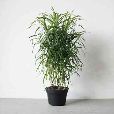 DRACENA SUJI | Tanaman Hias