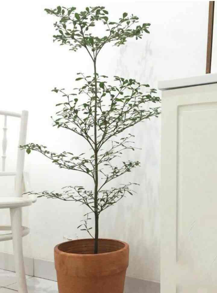 Pohon Ketapang Kencana, 80cm -1 meter