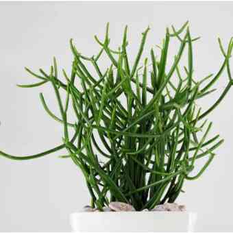 Tanaman Patah Tulang Euphorbia Tirucalli