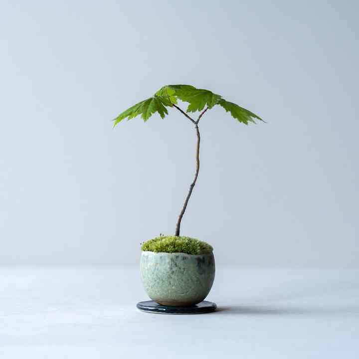 ヤマモミジ no.002