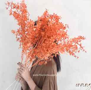 ONCIDIUM LEAVES HANGING GRASS DAUN JUNTAI