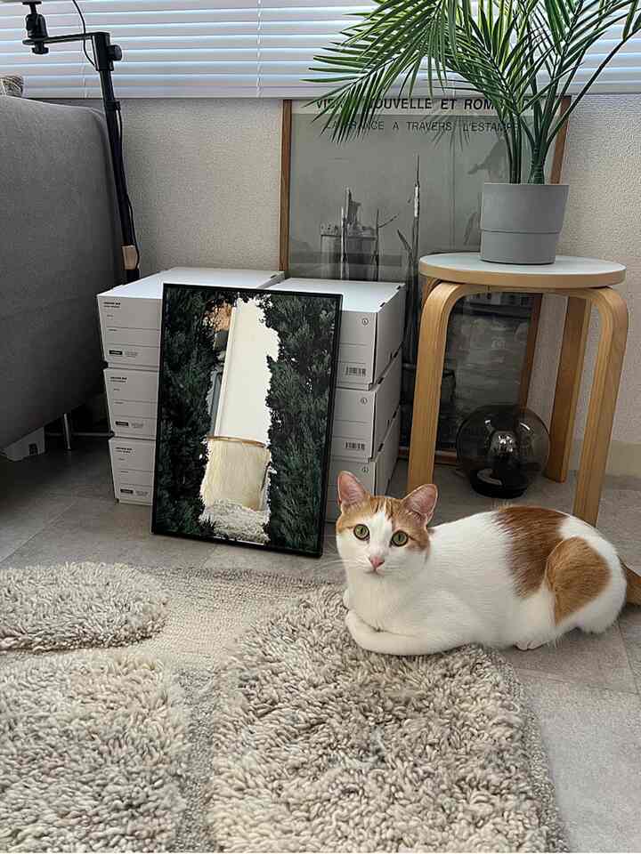 ナチュラルな色調のリビング、木製のサイドテーブルと植物、ポスターミラー、そしてラグの上で寛ぐ白茶の猫が配置された雰囲気のあるインテリア