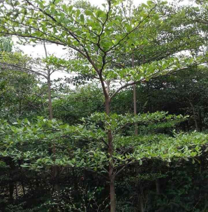 Tanaman Hias Ketapang Kencana Tinggi 1 Meter