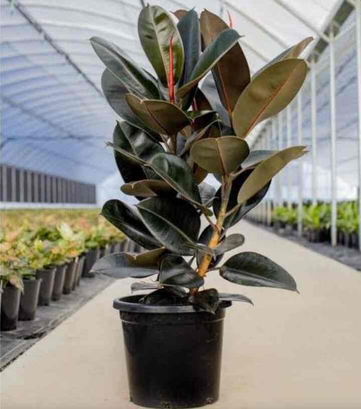 Tanaman Hias Karet Kebo (Rubber Fig)