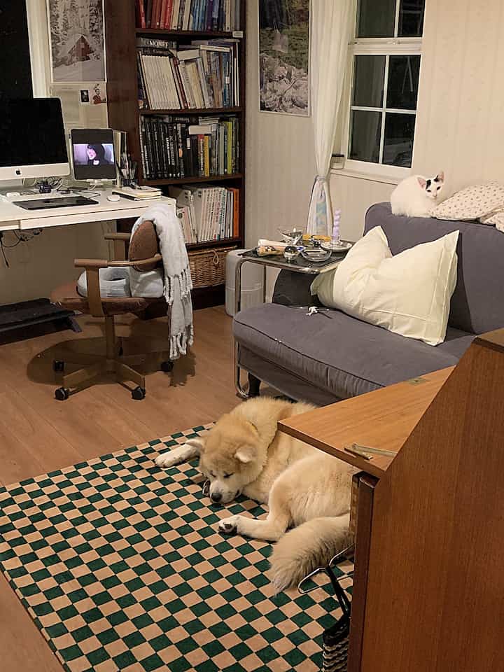 A cozy living room with white walls and brown wood tones, featuring a cat on the sofa and a dog resting on the checkered rug in a home office setup