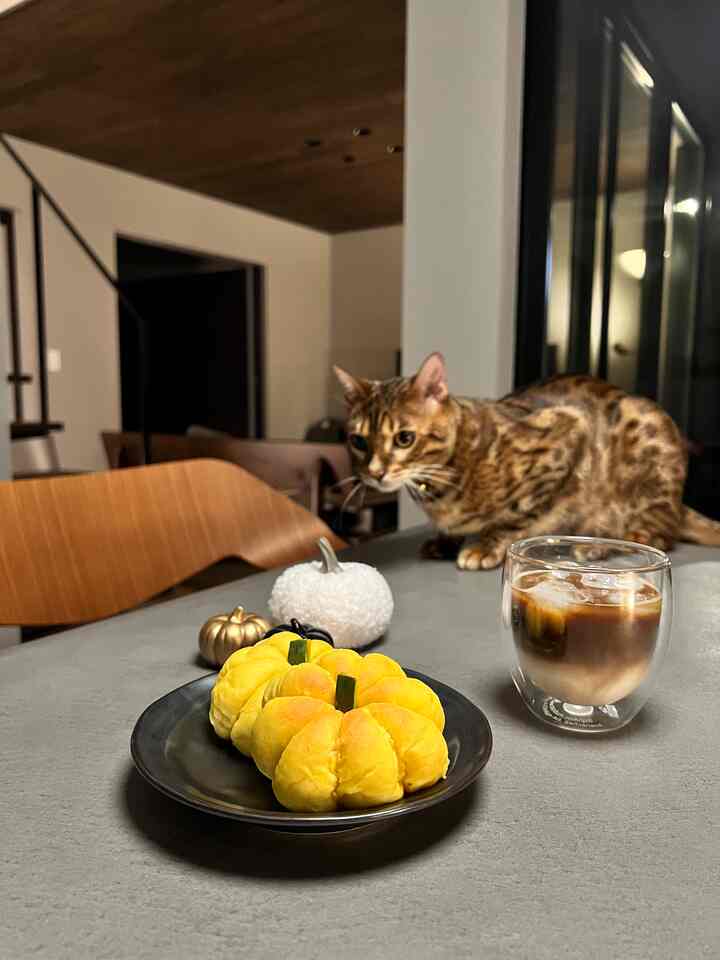 グレーのダイニングテーブルにホームカフェのドリンクとパンプキンブレッドが置かれ、木目調の天井と椅子が調和した、猫がいる雰囲気のあるダイニングルーム