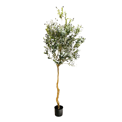 HLI Pohon Olive 210cm HL00033