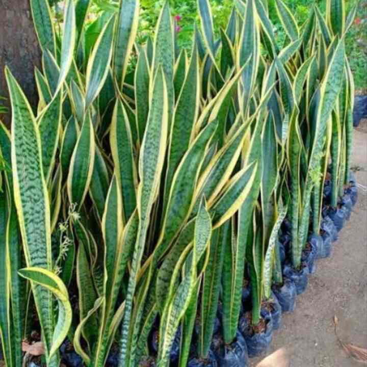 Tanaman Hias Sansevieria