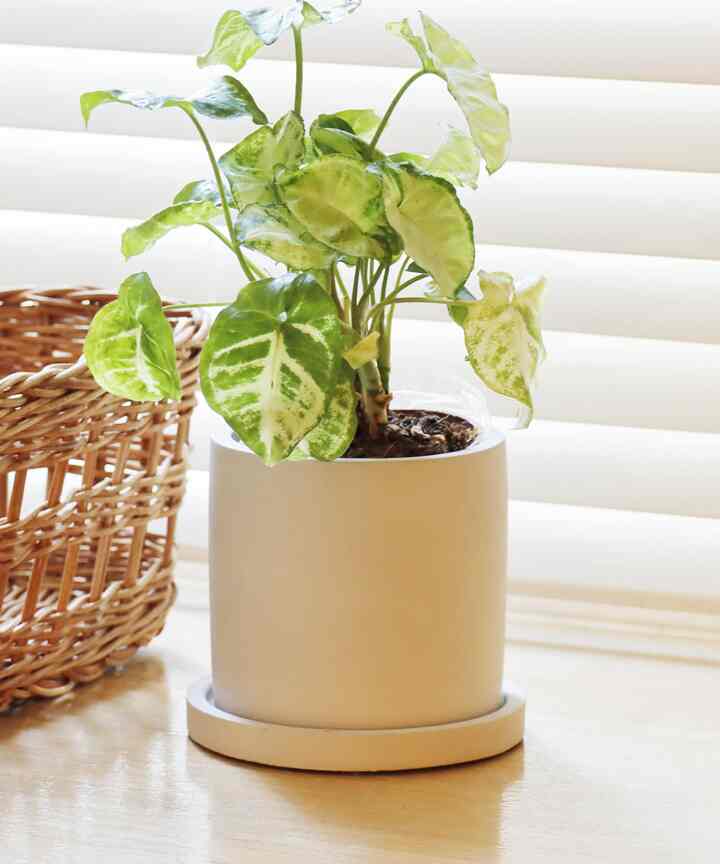 セメント鉢丸型：3号用サイズ