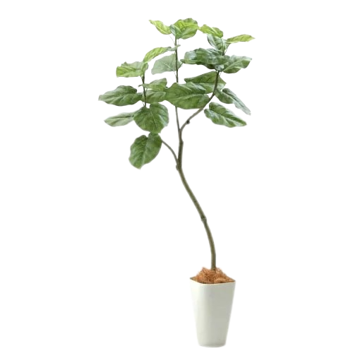 フェイクグリーン フィカス・ウンベラータ 3枝