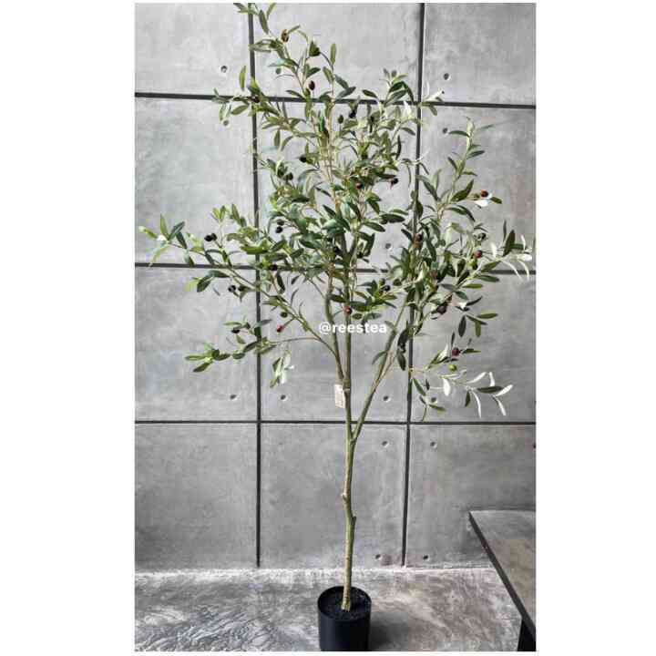 Pohon Olive, 200 cm