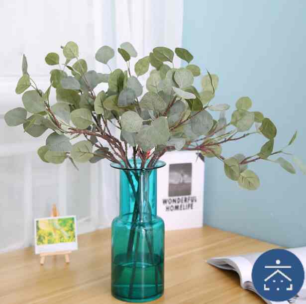 Tanaman Daun Apel Eucalyptus