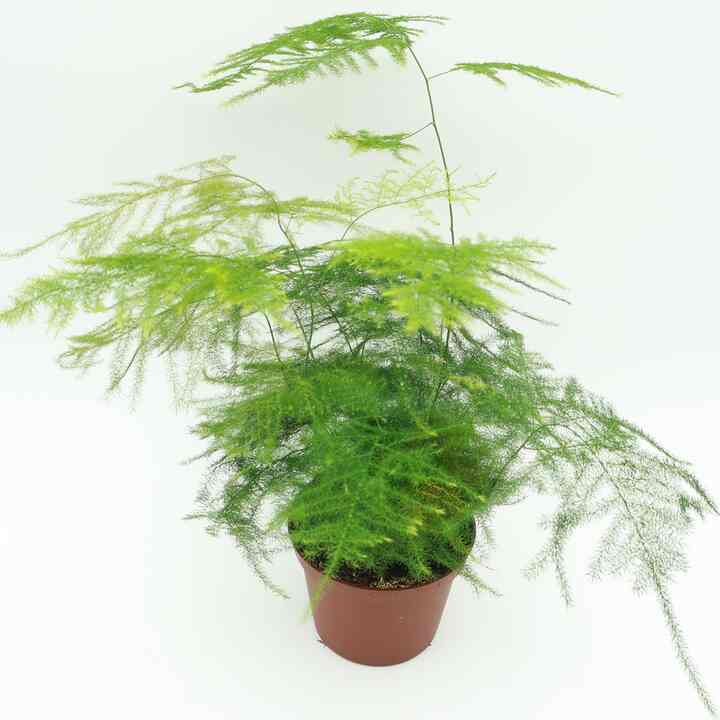 アスパラガス プルモサス 3.5号鉢