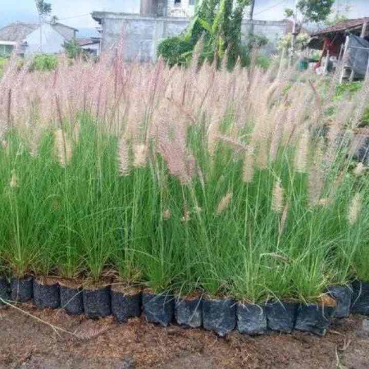 Tanaman Merah dah ilalang Ekor Kuda